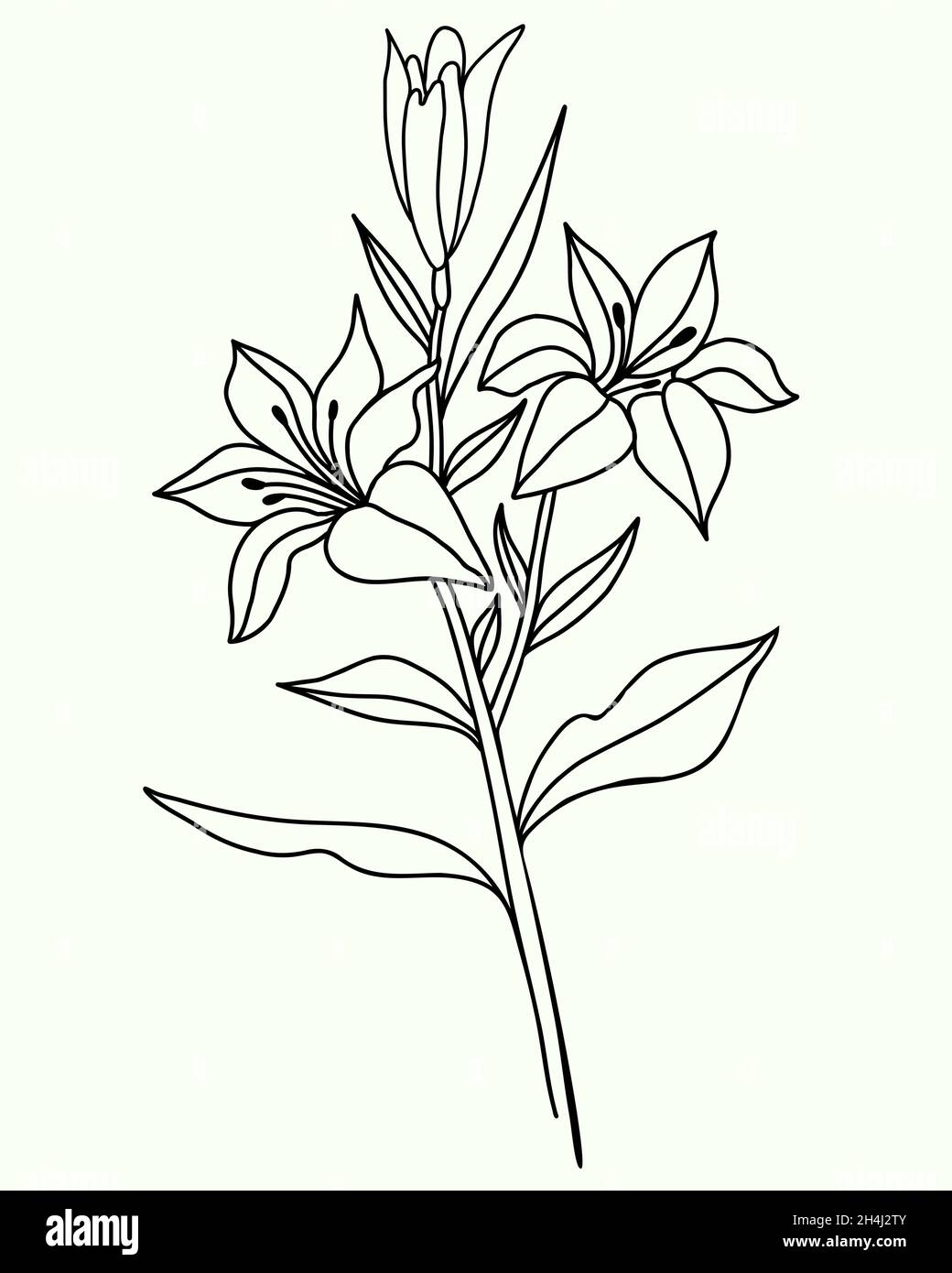 lily flower. Black outline of Branch with flowers and buds. Vector illustration. isolated on white background. Ornamental plant for design, decor, dec Stock Vector