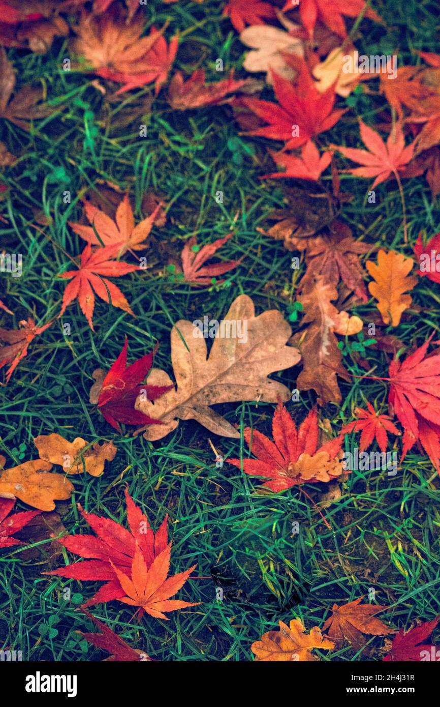 Autumn red leaves on the ground Stock Photo