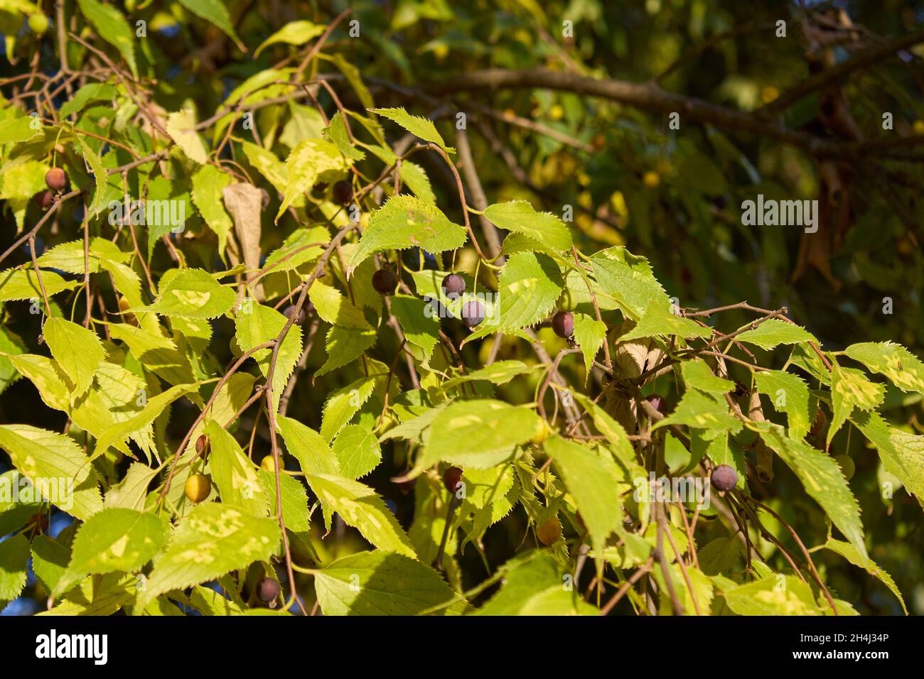 Celtis australis tree in Autumn Stock Photo