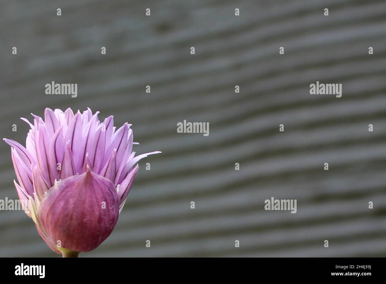 Rosa / lila  Schnittlauchblüte vor einer grauen Hauswand in Düsseldorf, Deutschland. Stock Photo