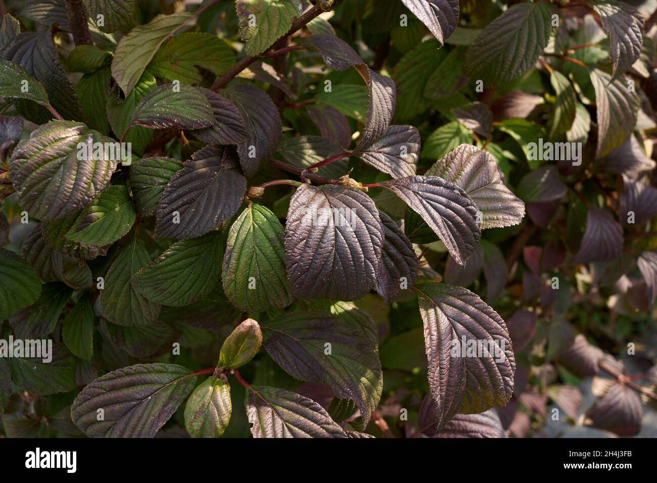 Viburnum farreri colorful foliage in autumn Stock Photo