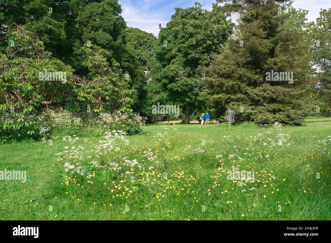 Valley Gardens Harrogate, view in summer of the wild flower meadow in the Valley Gardens, Harrogate, North Yorkshire, England, UK Stock Photo