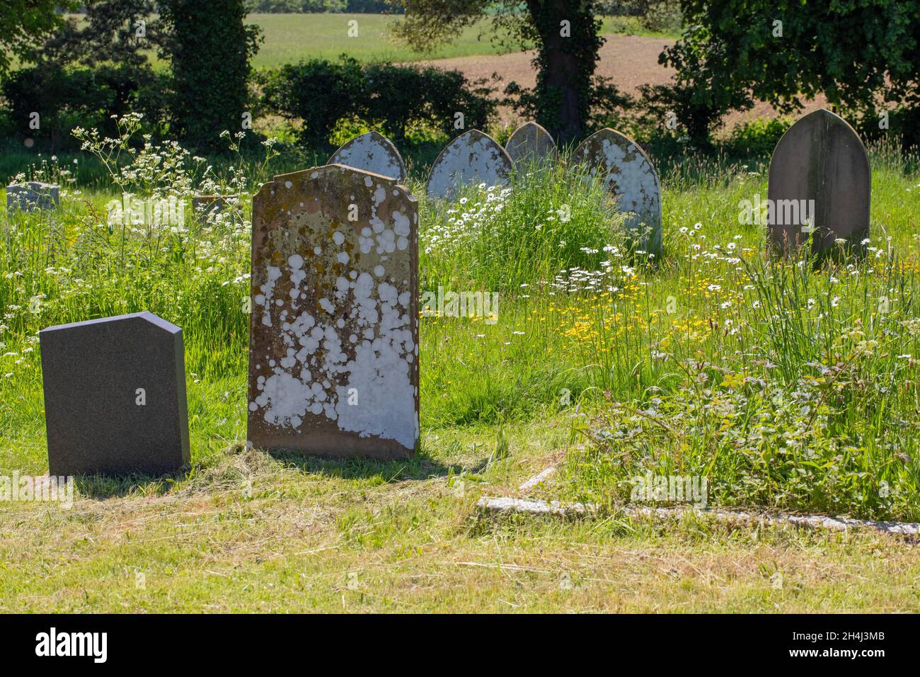 Back to nature, a managed churchyard, grave yard, with areas left  seasonally mown. NB different stone surfaces attractiveness to lichens, front left. Stock Photo