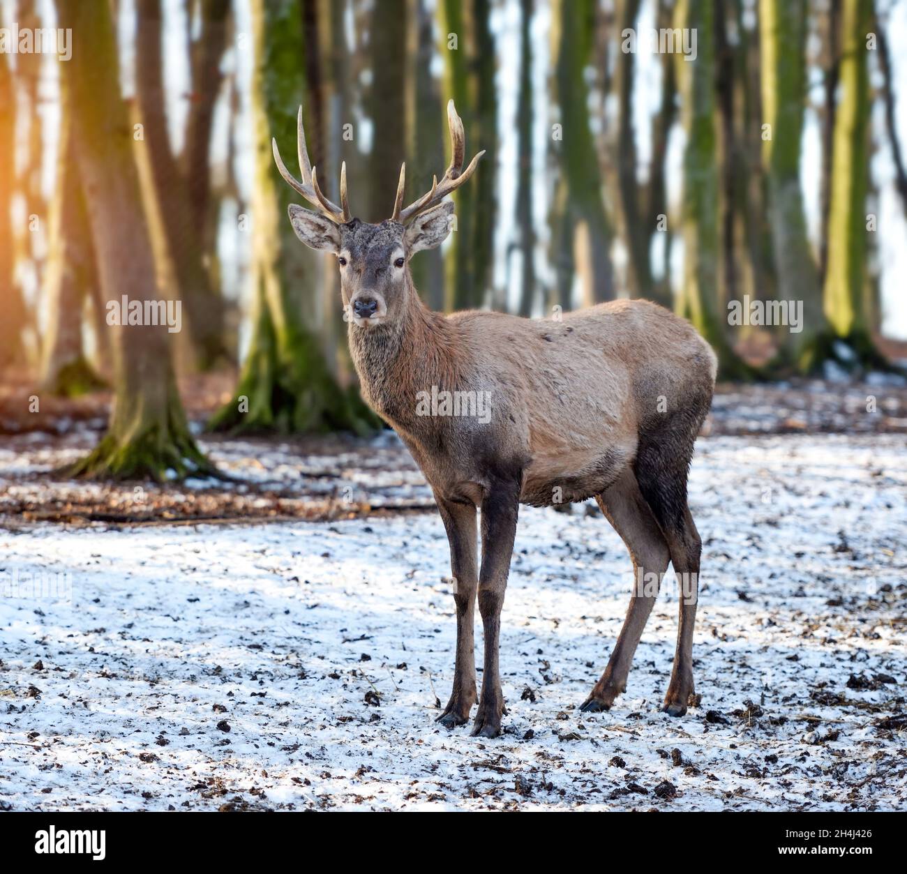 Young male red deer in winter forest. Natural habitat. Winter season. Stock Photo