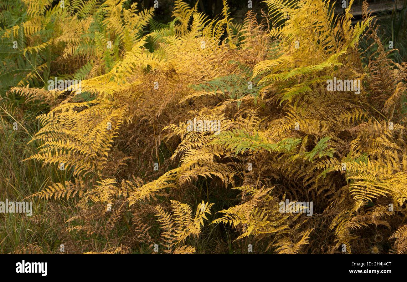 As autumn progresses into winter Bracken turns a golden yellow before the fronds die-back. The single frond is tall and the plant can be a nuisance Stock Photo