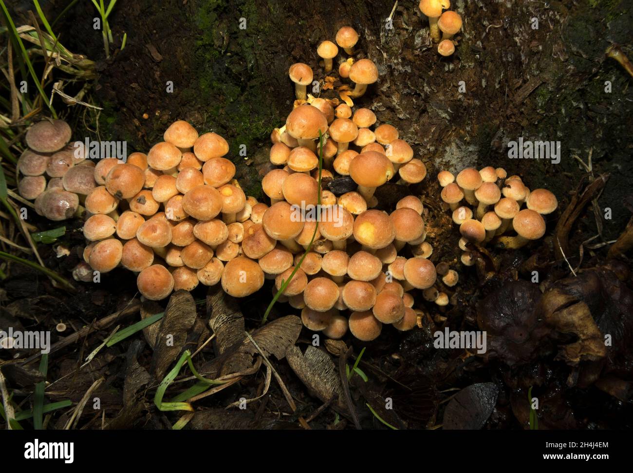 A common orange-yellow fungus that is found in dense clumps on decaying wood, the Sulphur Tuft is found in coniferous and deciduous woods. Stock Photo