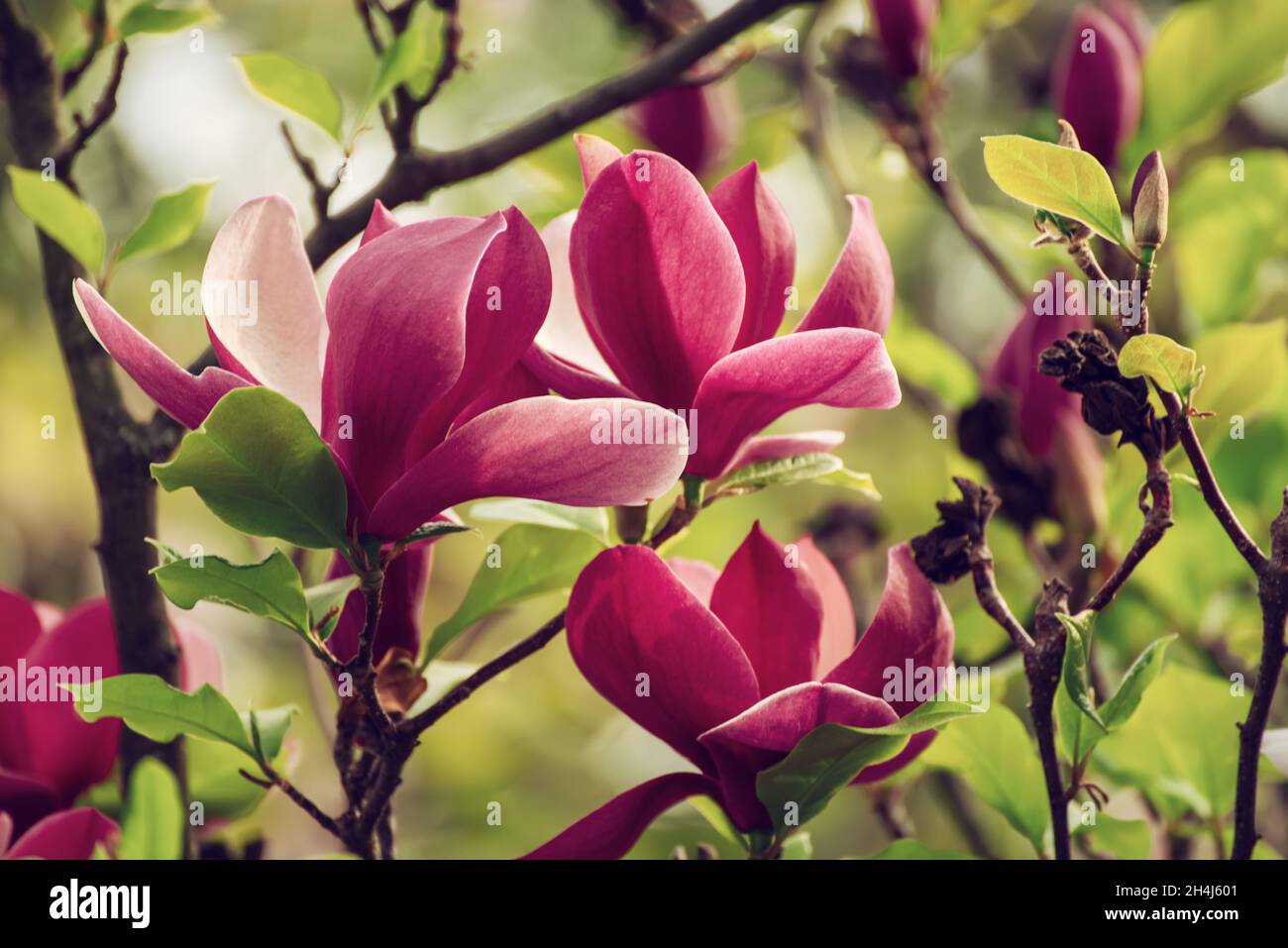 Magnolia spring flowers Stock Photo - Alamy