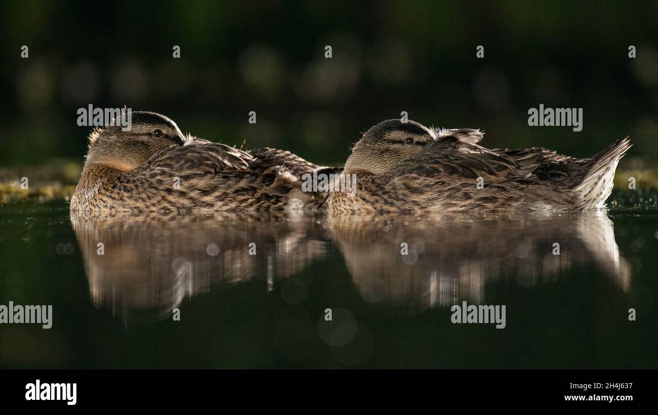 Two female mallard ducks resting on top of the water. Taken in the dark from a low level with reflection in the water Stock Photo