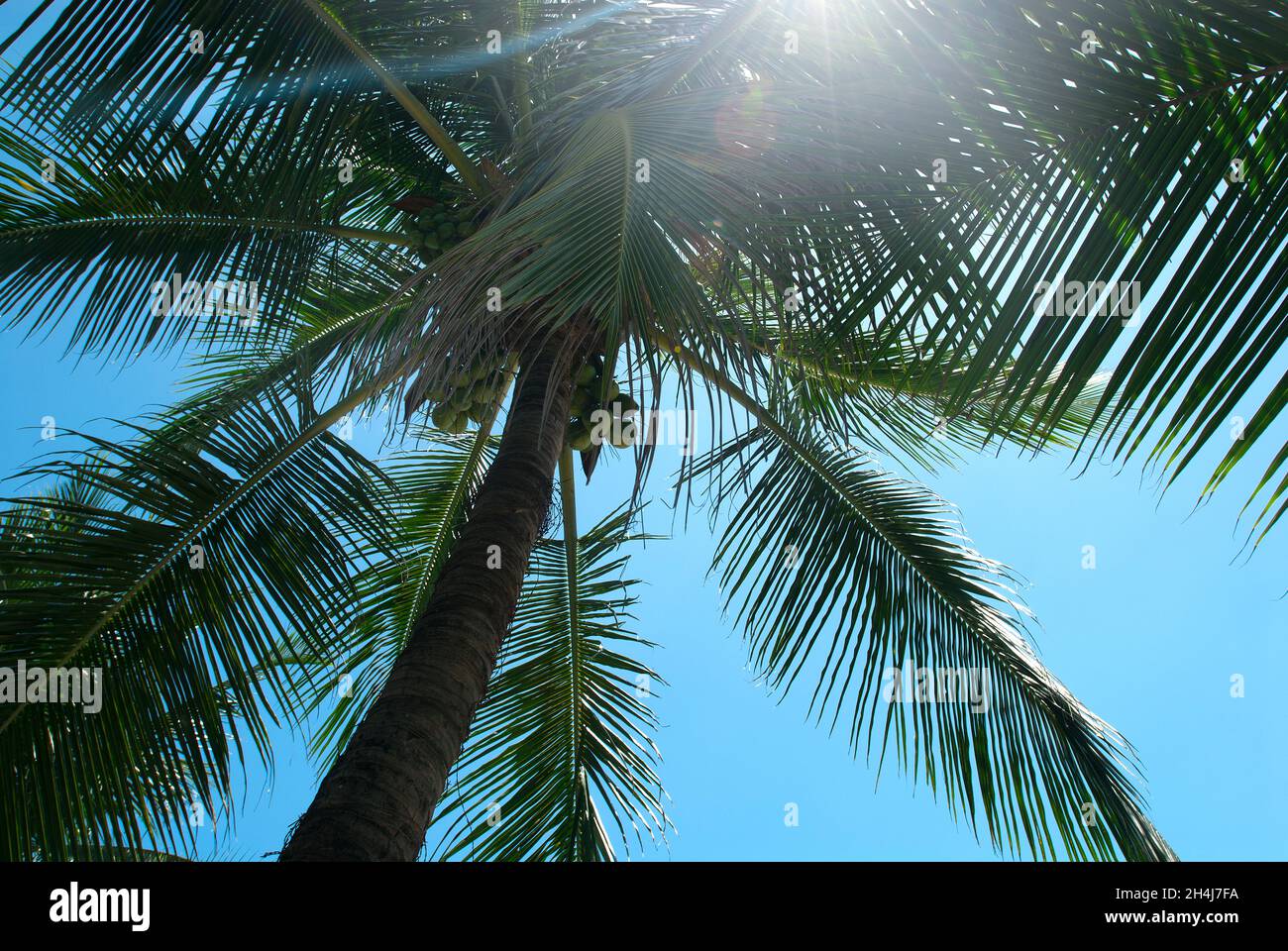 Sun glaring through Palm tree, Praia do Porto da Barra, Salvador, Brazil Stock Photo