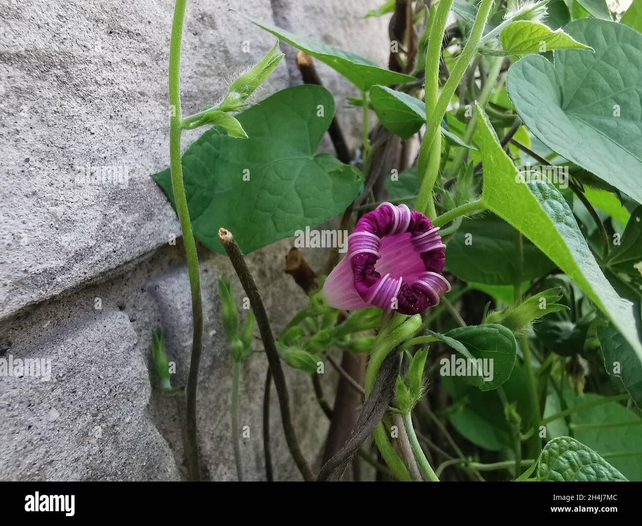 Closeup of a bud of Ipomoea nil, ivy morning glory, or Japanese morning glory. Stock Photo