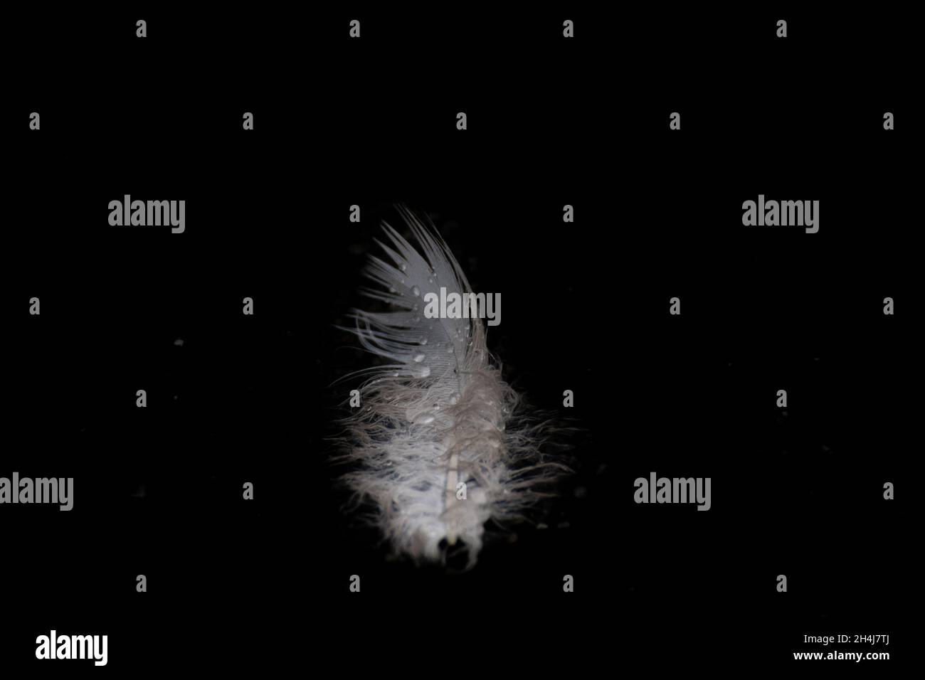 A single wet feather on isolated black background Stock Photo