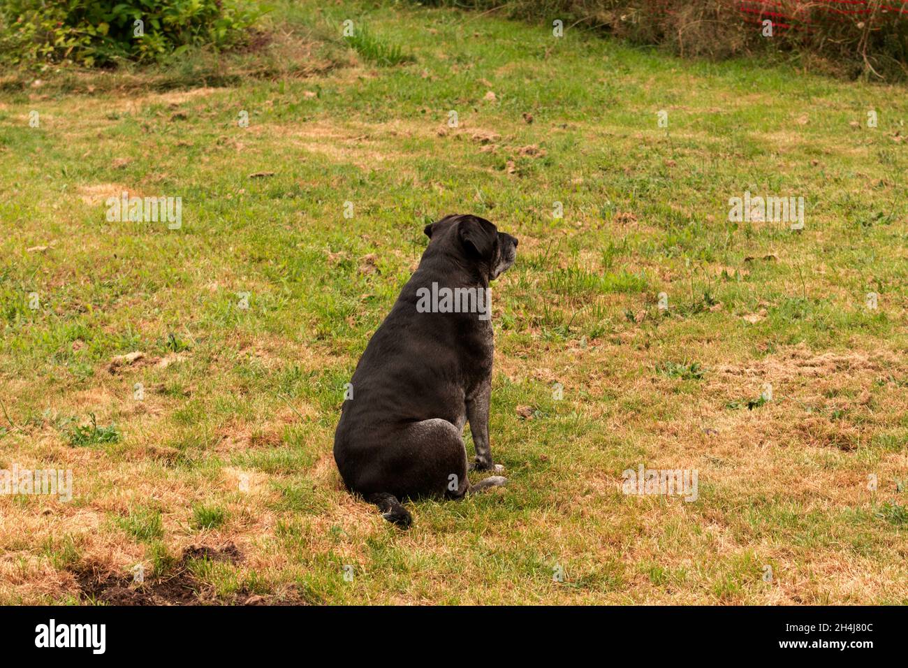 Black dog sitting on the grass Stock Photo - Alamy