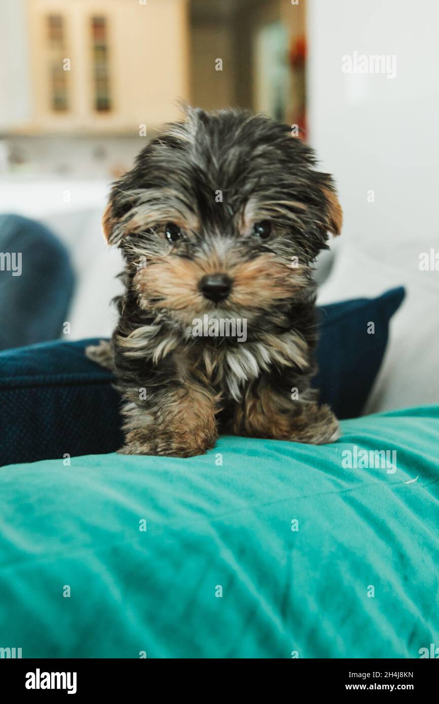 A tiny teacup yorkie puppy dog sitting on a couch arm with a teal