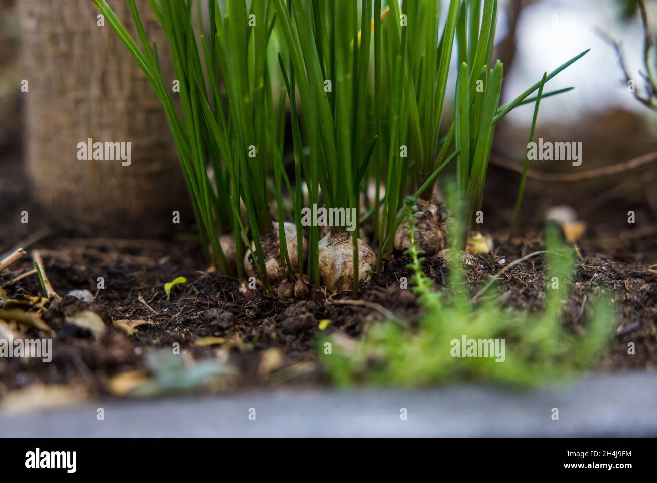 Food from soil hi-res stock photography and images - Alamy