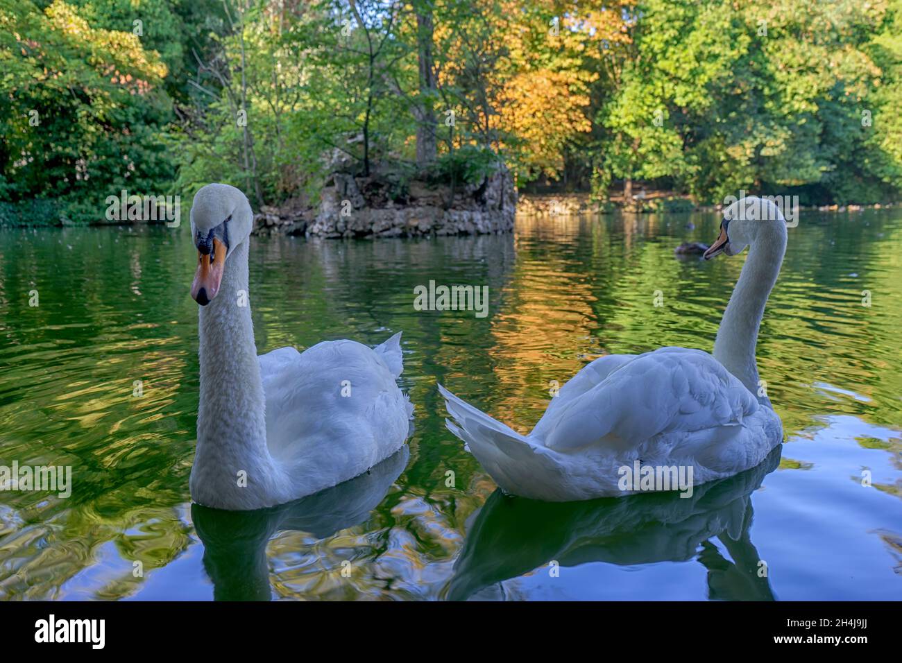 beautiful white swans on a lake Stock Photo - Alamy