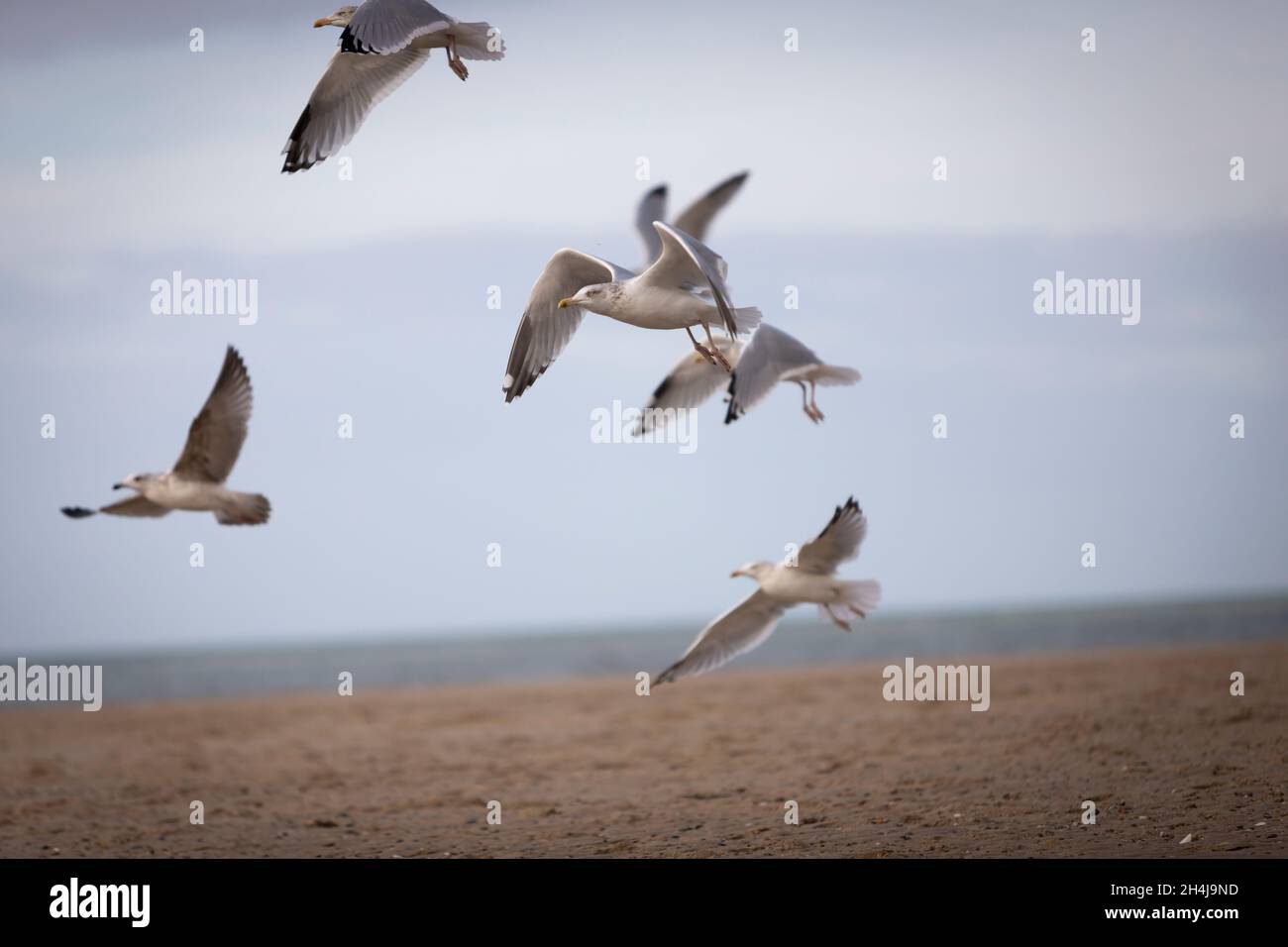 flying seagulls at the ocean beach Stock Photo