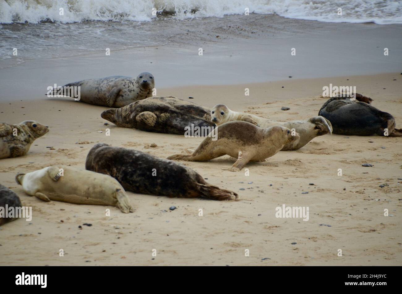 seals on horsey beach near norwich in norfolk england UK Stock Photo