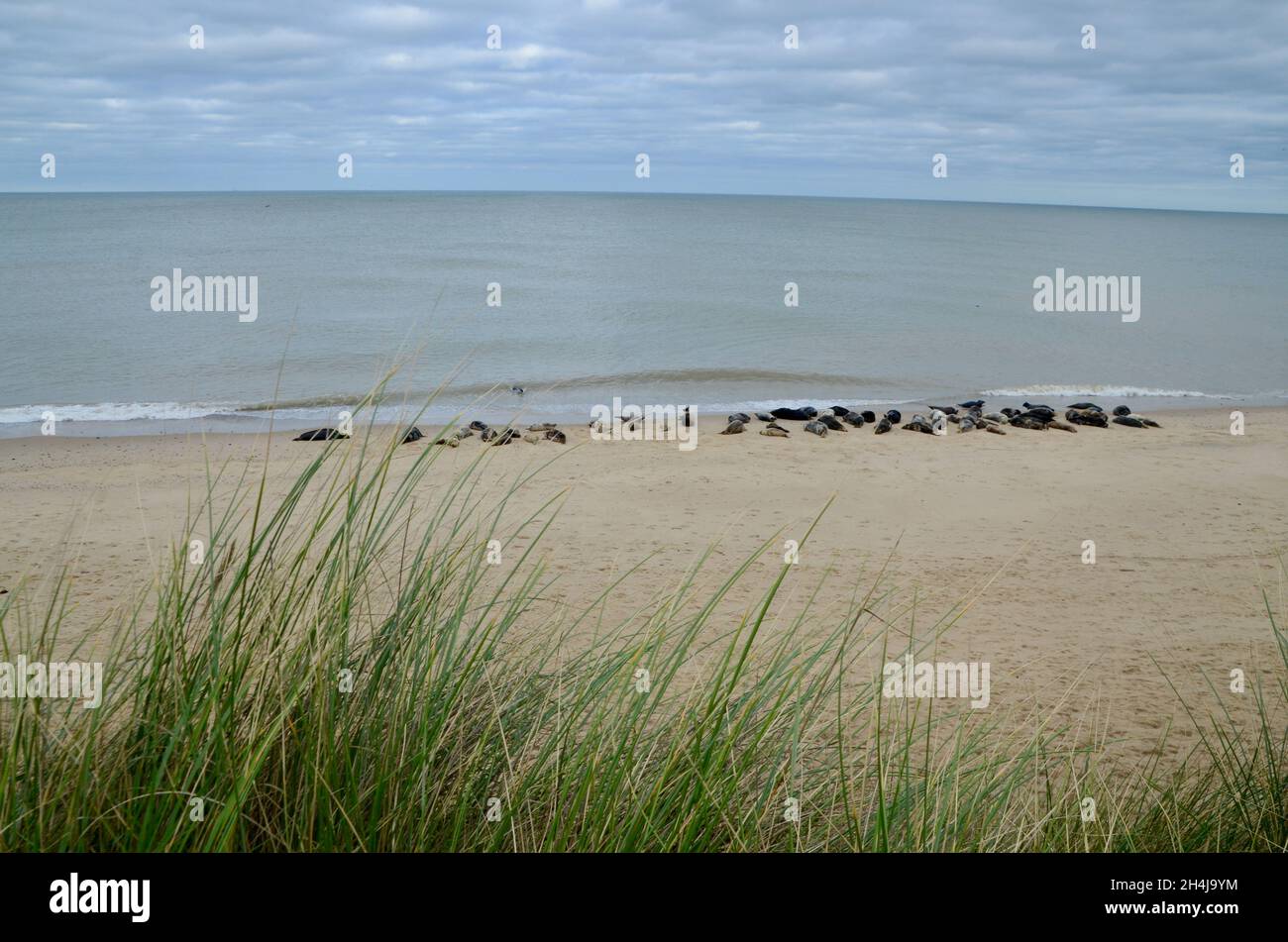 seals on horsey beach near norwich in norfolk england UK Stock Photo