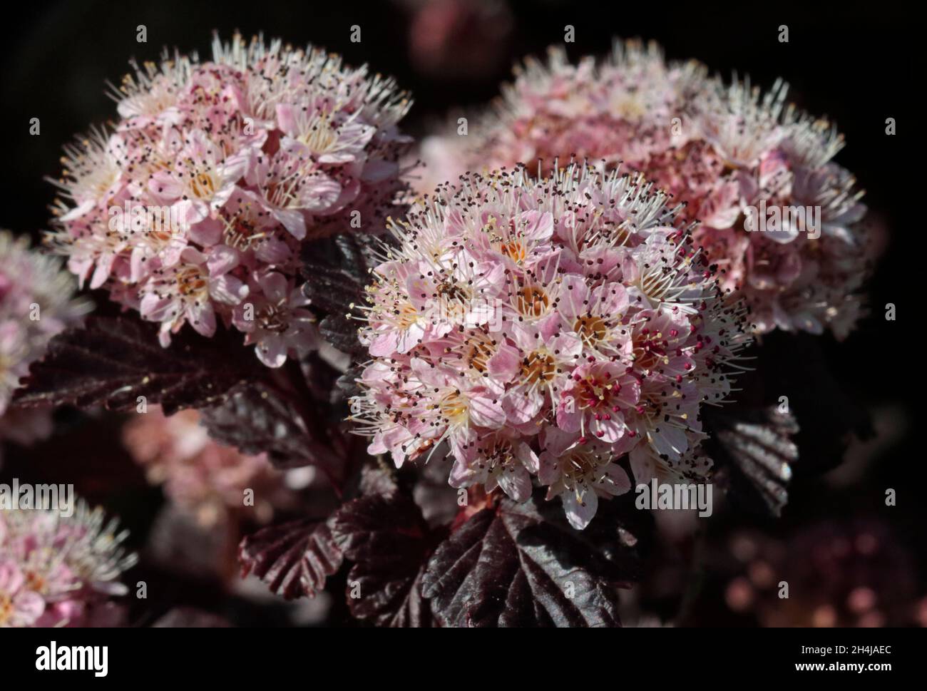 Physocarpus (Ninebark) Flowers Stock Photo