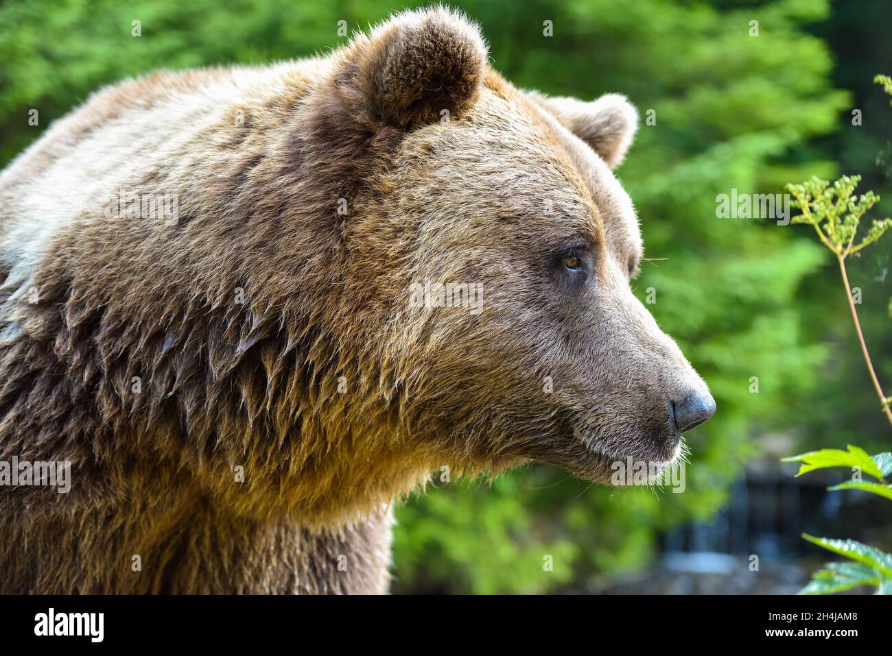 Brown bear portrait. Side view of bear face. Stock Photo