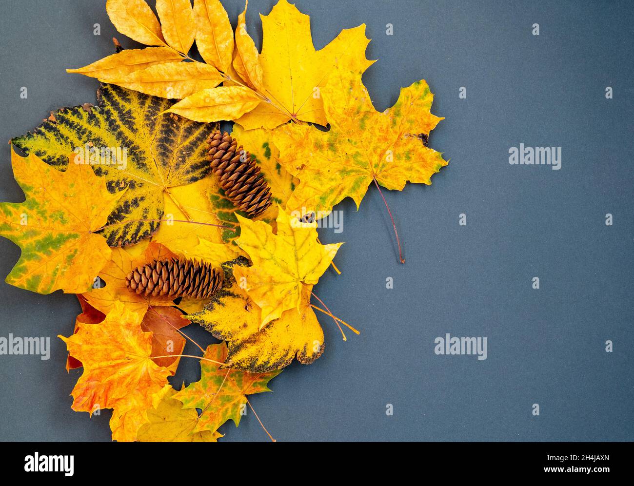 Composition of autumn leaves and cones on dark blue background with ...