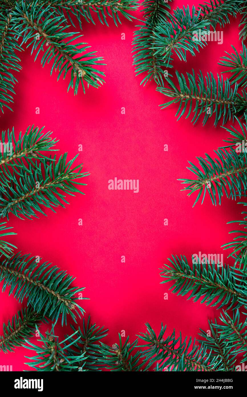 Christmas tree branches on red background with empty space in the ...