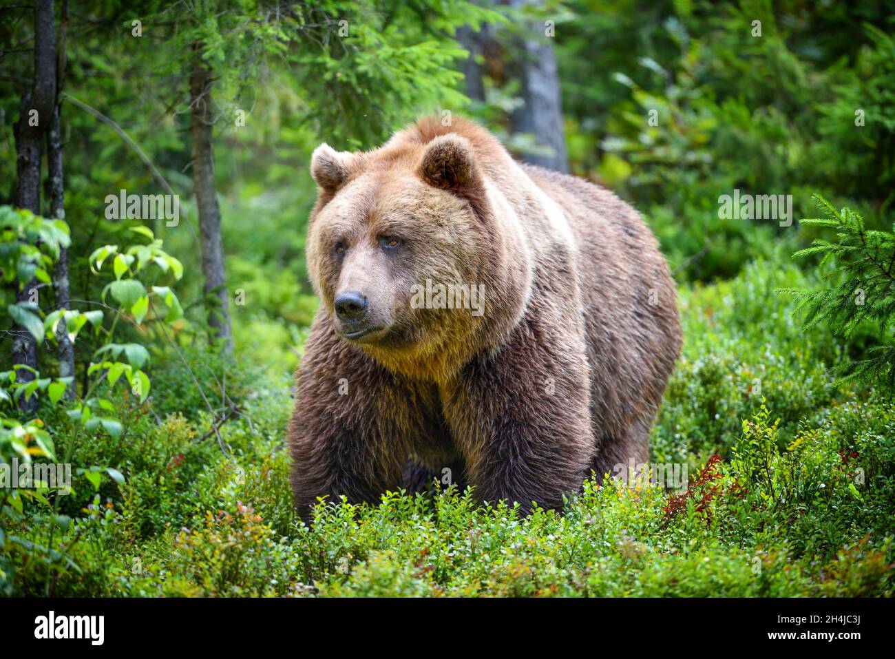 European brown bear (Ursus arctos). Big brown bear in forest Stock ...