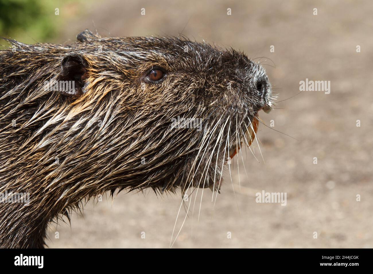 close up nutria portrait after bathing Stock Photo