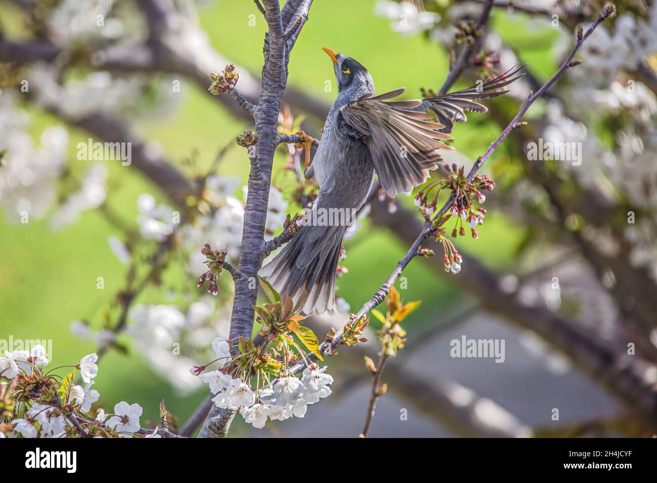 Bird landing on tree branch Stock Photo Alamy
