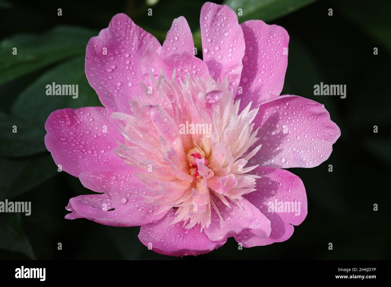 close-up of a single delicate pink peony flower with many small rain droplets on its petals Stock Photo