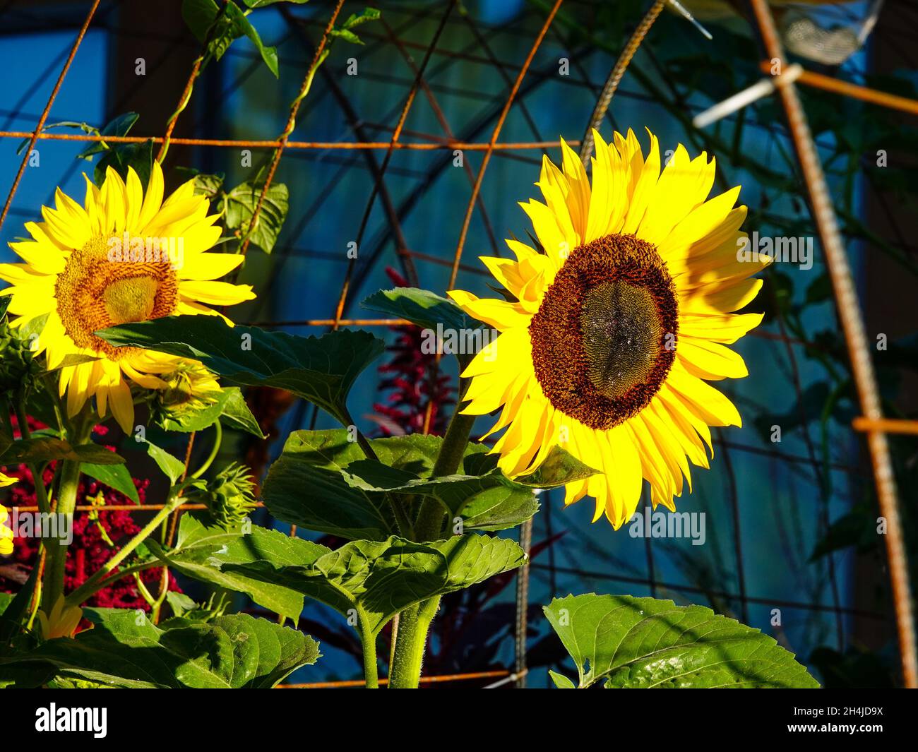 Sunflowers, in full flower, growing on stalks and tied to a metal