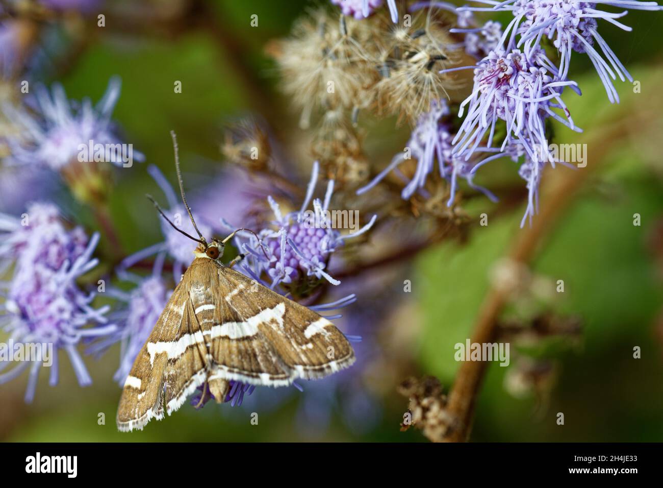 Beetroot Plant Flower