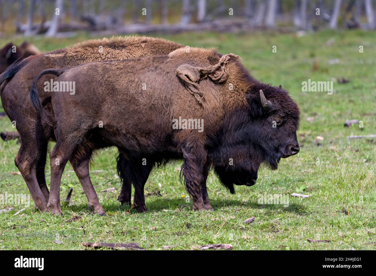 Bison close-up profile view in the field with grass blur background in their environment and surrounding habitat and displaying their horns. Buffalo Stock Photo
