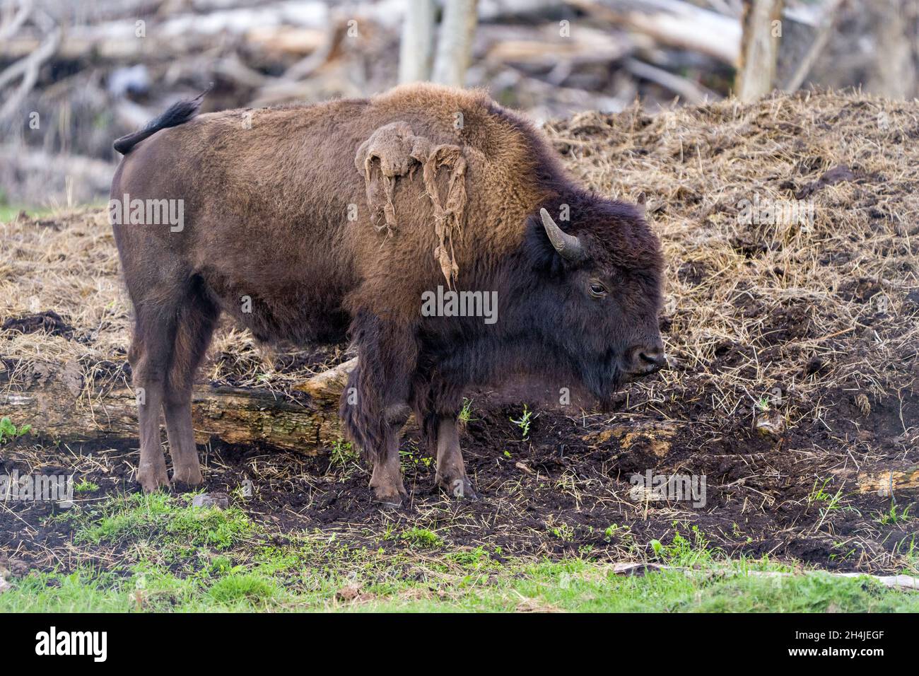 Bison close-up side view displaying large body and horns in its environment and habitat surrounding. Buffalo Picture. Stock Photo