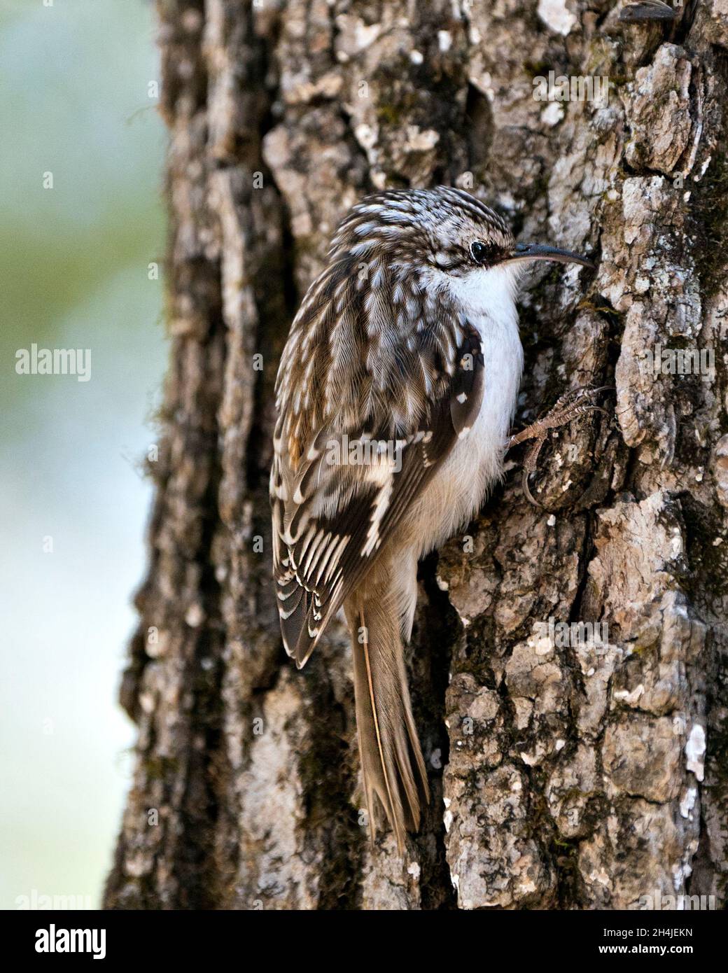 Brown Creeper bird close-up on a tree trunk looking for insect in its environment and habitat and displaying camouflage brown feathers, curved claws. Stock Photo