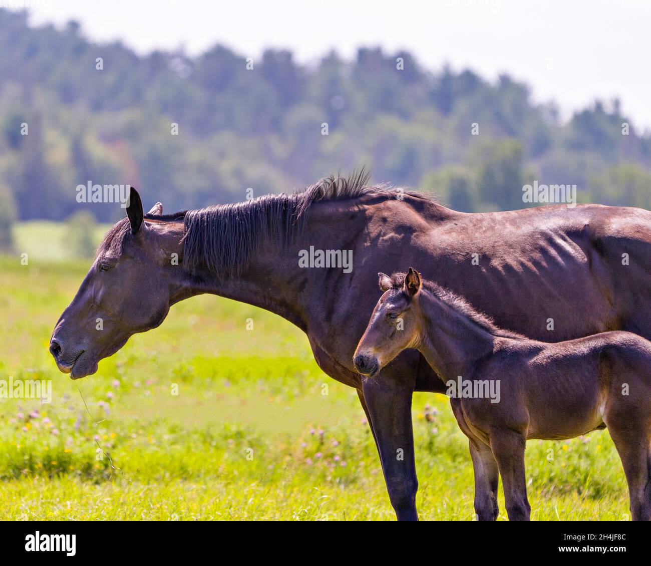Mother horse and young foal close-up side profile in the field eating grass and wildflowers with a blur tree background. Stock Photo