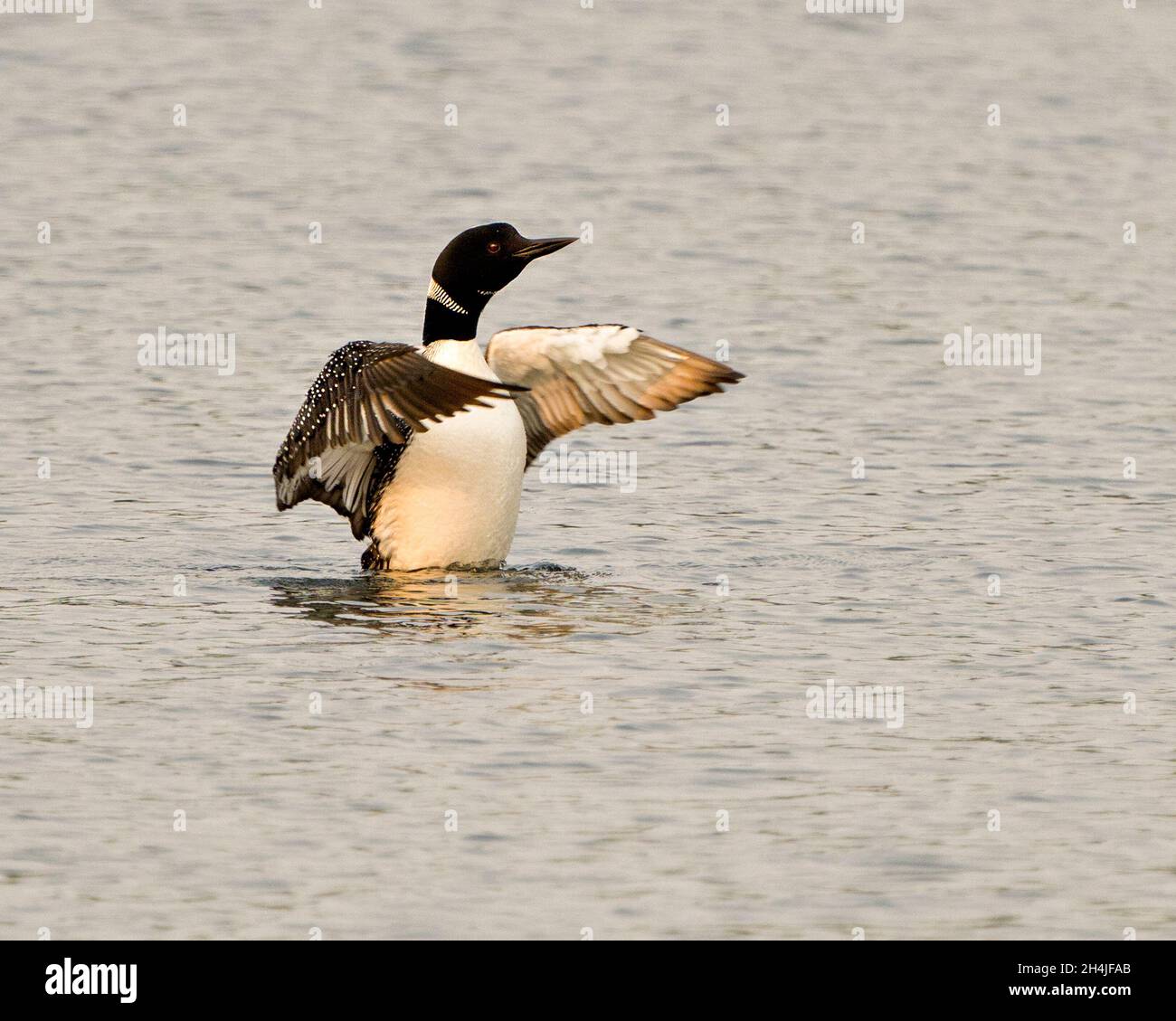 Common Loon in the water with spread wings in its environment and