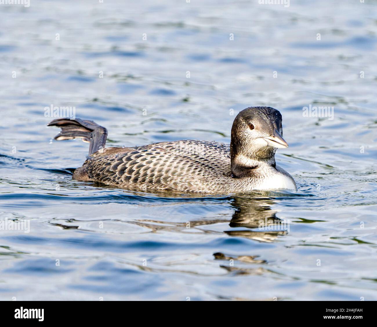 Common Loon immature young bird swimming in its environment and habitat, displaying its growing up stage feather plumage and shaking one foot. Stock Photo