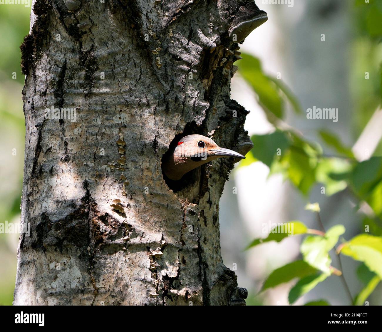 Northern Flicker bird head shot closeup view in its nest cavity