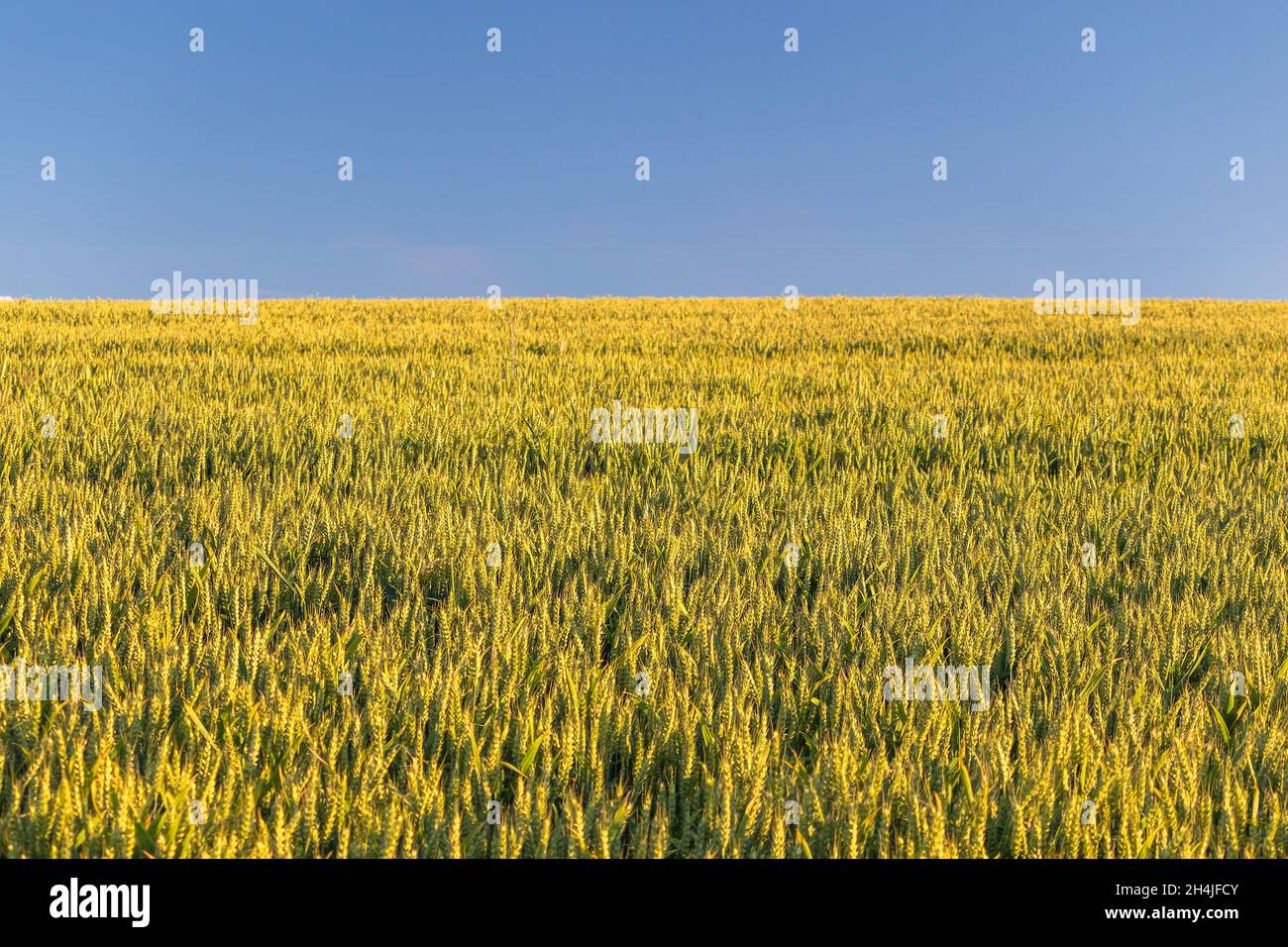 Искусственный футбольный газон. Растениеводство в болгарии. Крытый футбольный манеж самара. Футбольный манеж campus. Футбольный манеж европа киевская.