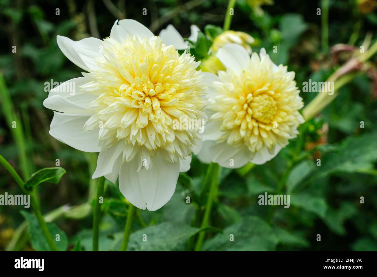 Dahlia 'Platinum Blonde'. Anemone type dahlia. Pale yellow/ off-white flower Stock Photo