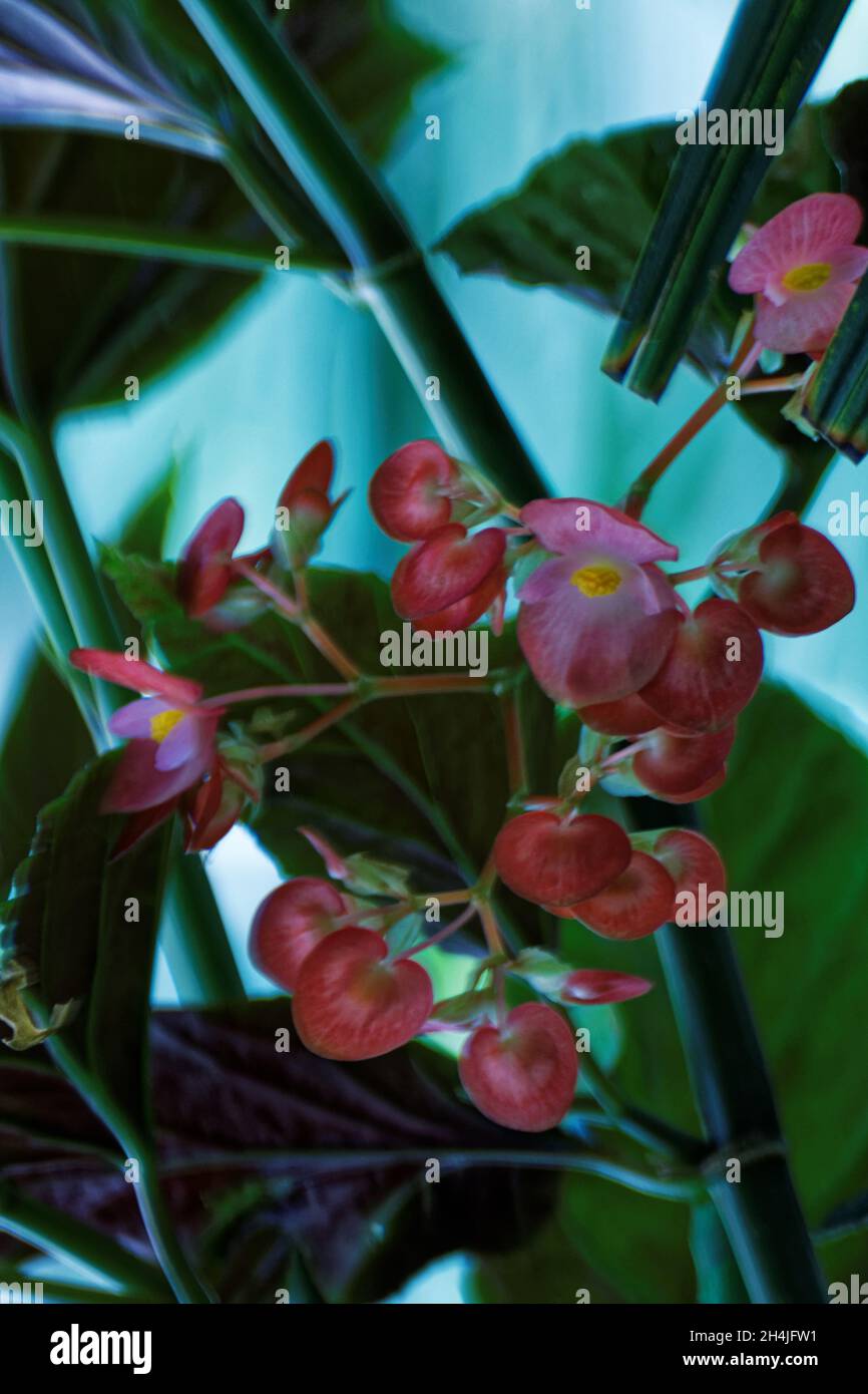 Photo plants Begonia, Stock Photo