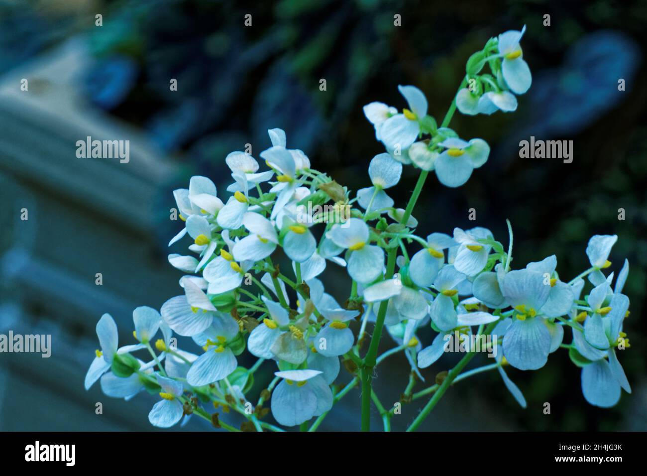 Photo plants Begonia, Stock Photo