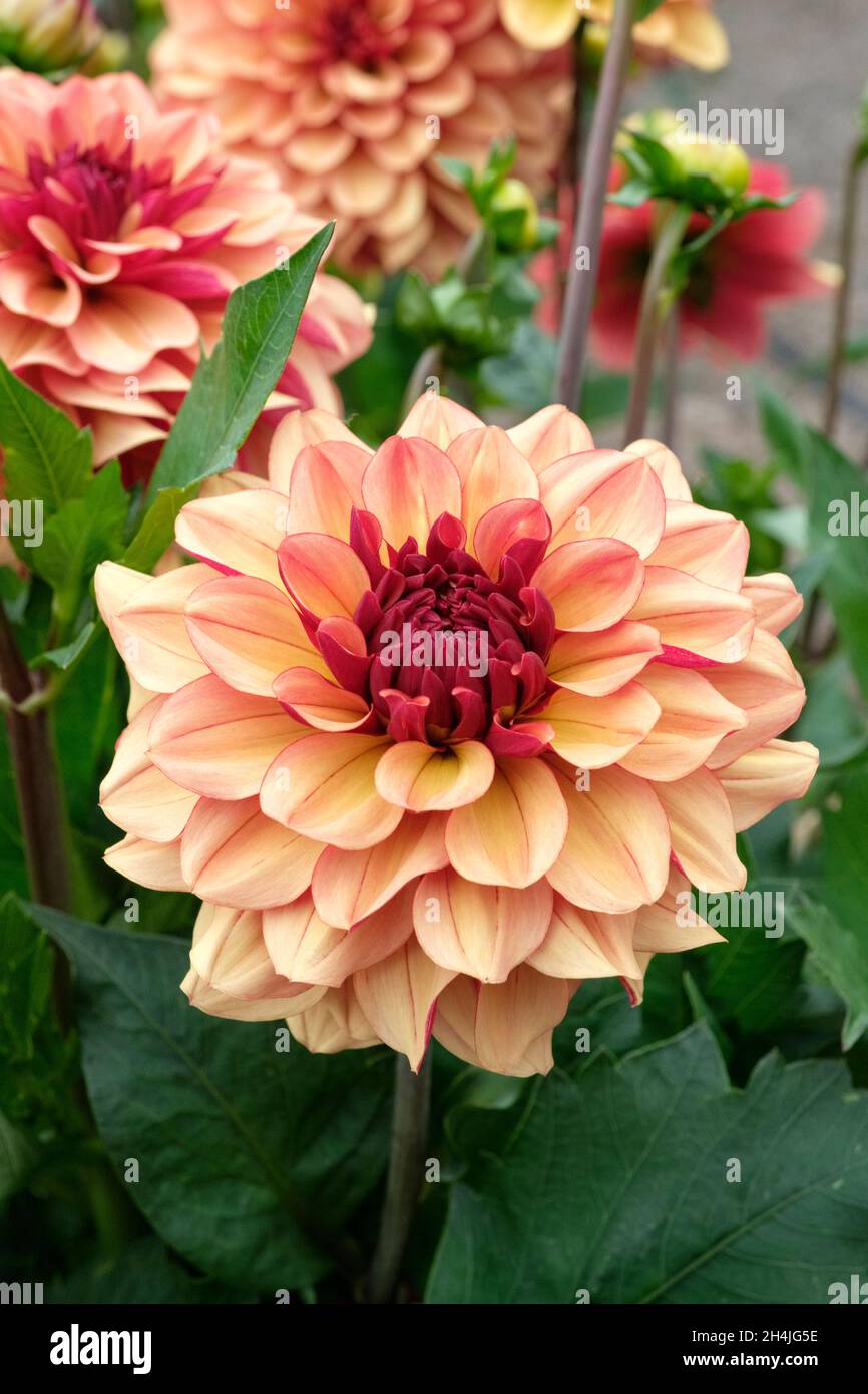Dahlia 'Creme de Cognac'. Small Decorative dahlia. Peach-coloured flowers with contrast Stock Photo