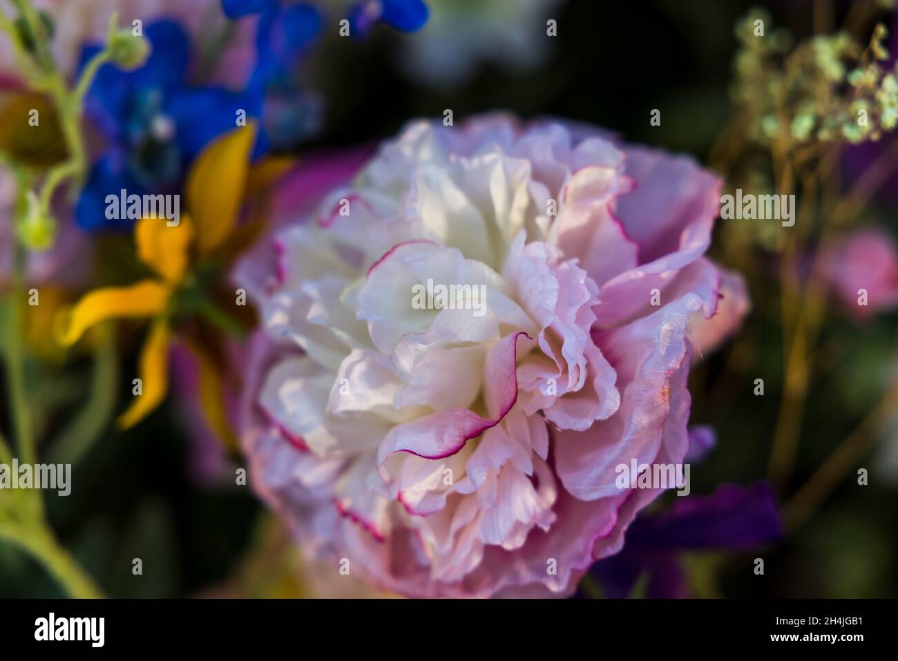 Closeup view of beautiful pink peony in the flowers garden Stock Photo ...