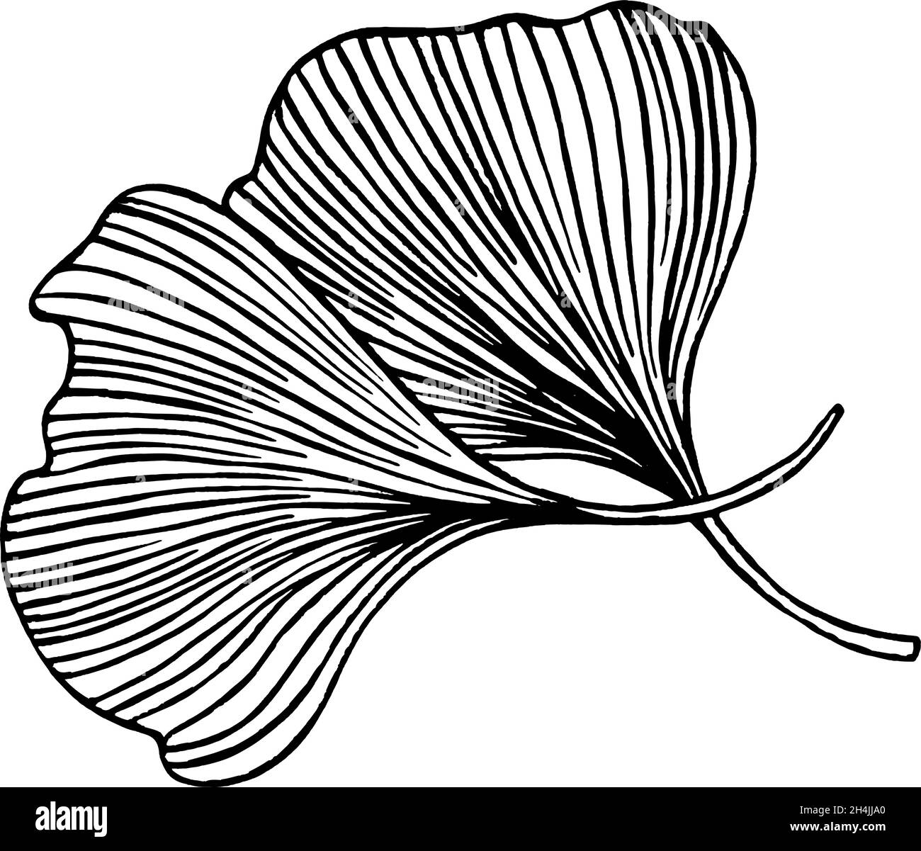 Ginkgo biloba leaves Leaf Sketch Images, sketch isolated on white Stock Vector