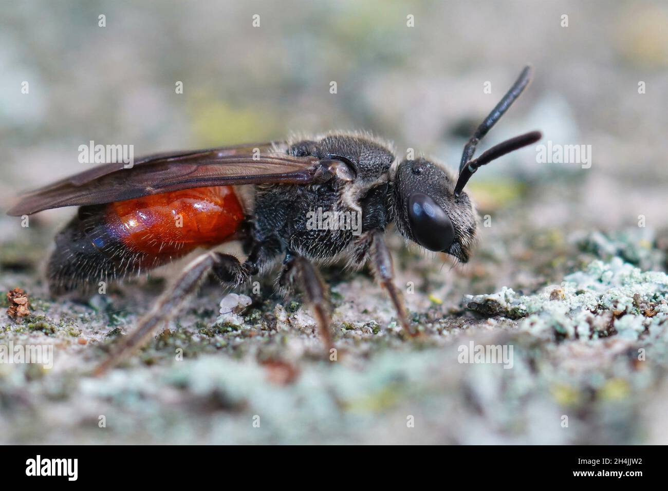 Sphecodes Furrow bee species hi-res stock photography and images - Alamy