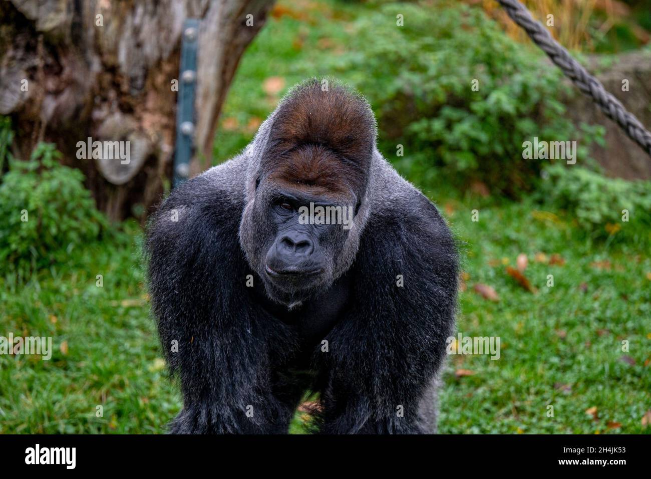 Krefeld, Germany. 03rd Nov, 2021. Gorilla Kidogo stands in his enclosure at the zoo, about two years after the fire at the ape house. On Wednesday, the city and the zoo presented the plans for a future ape park at the zoo. Credit: Malte Krudewig/dpa/Malte Krudewig/dpa/Alamy Live News Stock Photo