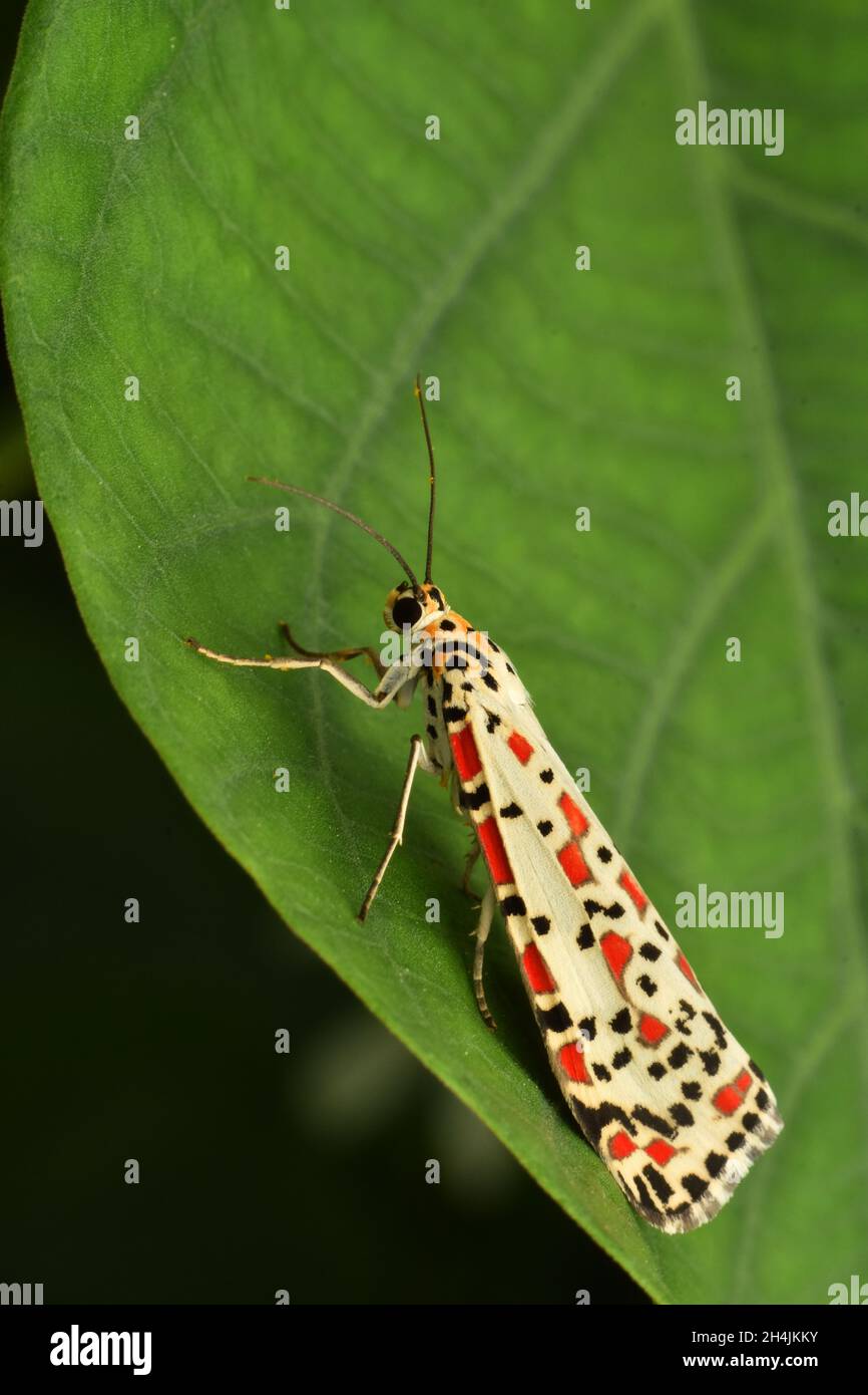 Close up photo of Rattlebox moth (Utethesia pulchella). Java, Indonesia. Stock Photo