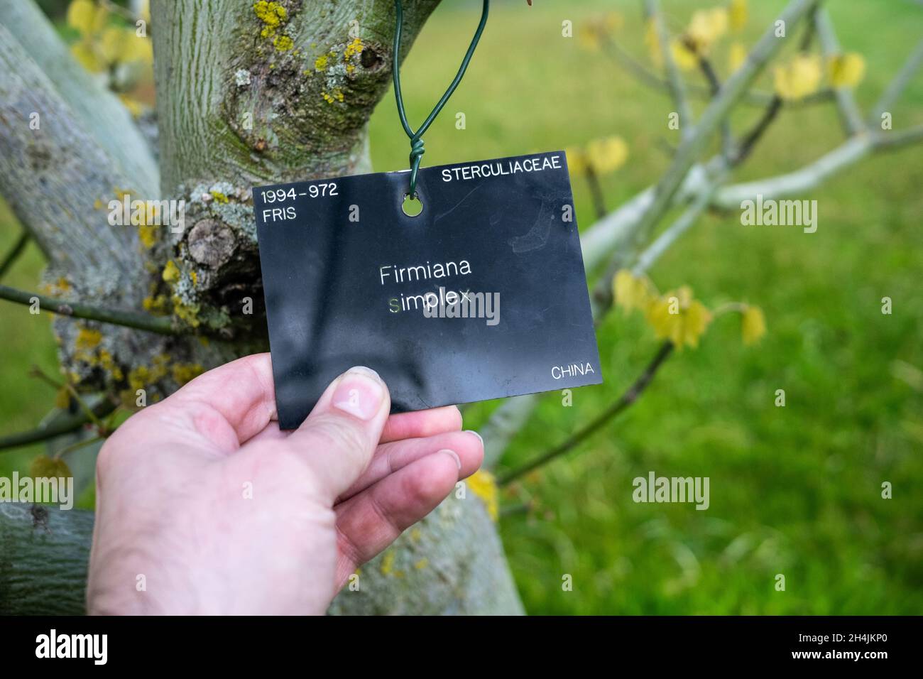 Person holding information tag of a Chinese parasol tree Stock Photo